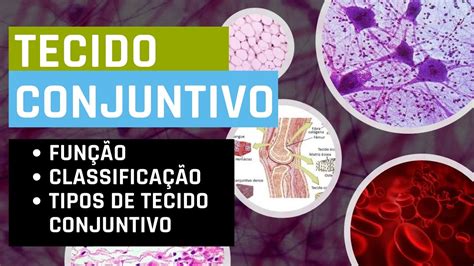 Tecido Conjuntivo Histologia Aula Histologia Atualizado