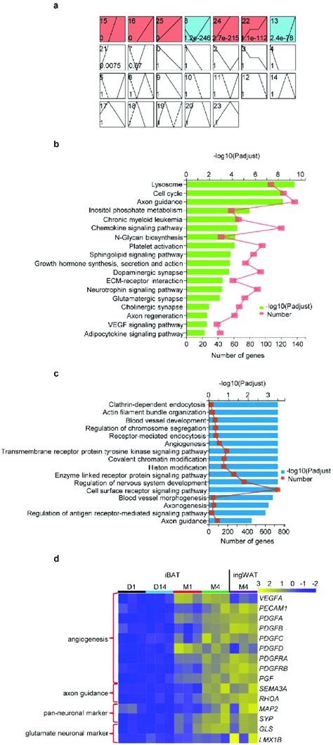 Expression Of Genes Involved In Angiogenesis And Innervation Is