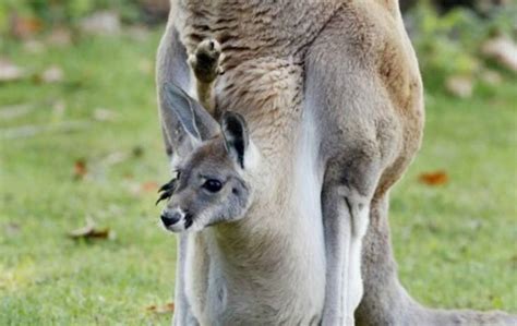 Alpinista Ingresso Ghepardo Interno Del Marsupio Canguro Accurato