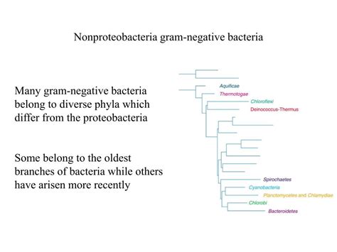 Ppt Phylogeny Of Bacteria Powerpoint Presentation Free Download Id