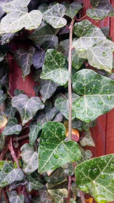 English Ivy Plants: Growing and Caring Tips | Home and Garden Digest