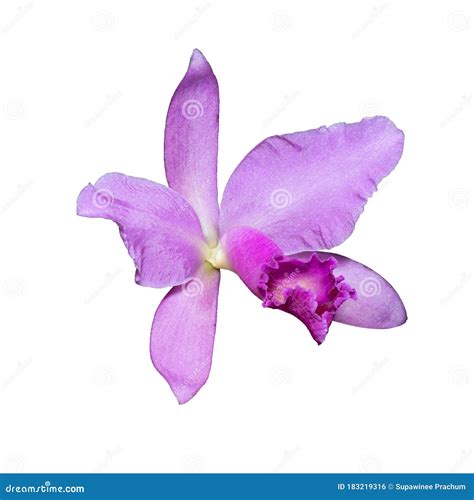 Orchid Cattleya Labiata Pink Flower Isolated On The White Background