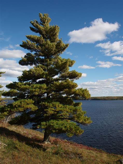 Eastern White Pine Pinus Strobus Tree Facts Habitat Pictures