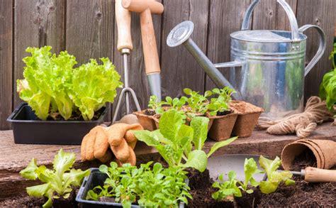 Jardineria Y Plantas