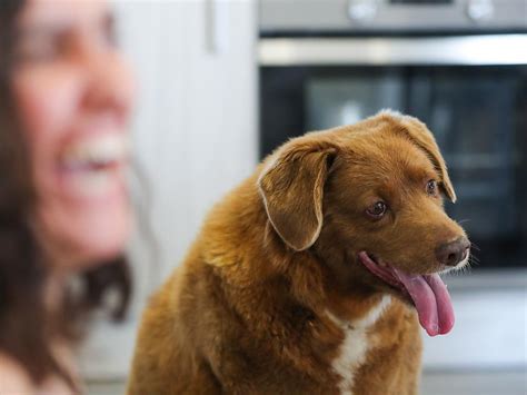 Ältester Hund der Welt ist tot Bobi wurde in Portugal 31 Jahre alt