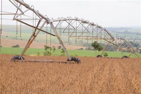 Datagro Grãos Revisa Para Baixo Projeções Para As Exportações