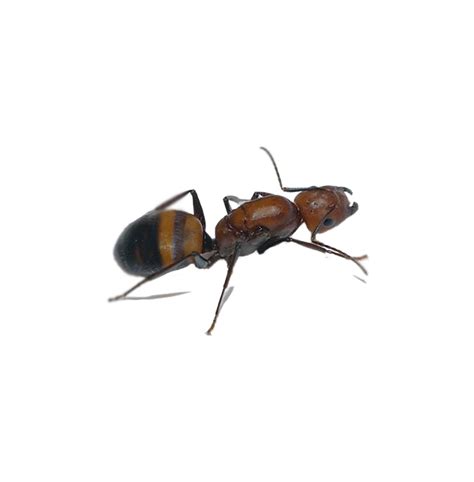 Camponotus Nicobarensis Queen Edu Svet Gob Gt