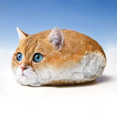 Котик хлебушек - картинки и фото koshka.top