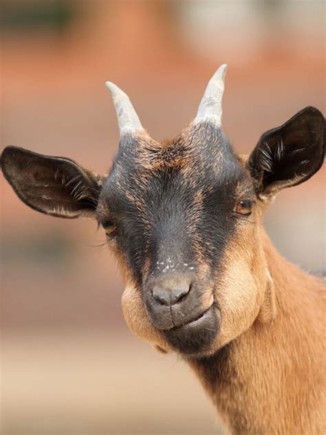 Brown Goat Breeds Farmhouse Guide