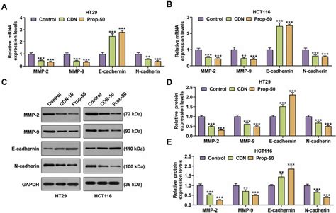 Cdn Decreased The Expression Of Mmp Mmp And N Cadherin But