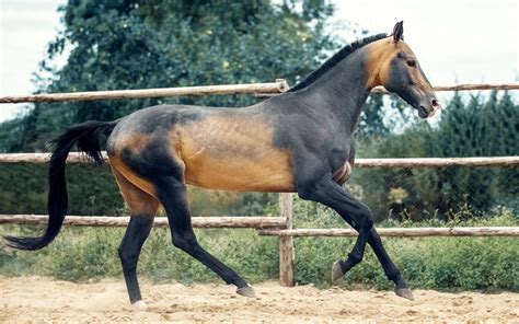 Akhal-Teke Horse Price - How Much do Akhal Teke Cost? - VIVO Pets