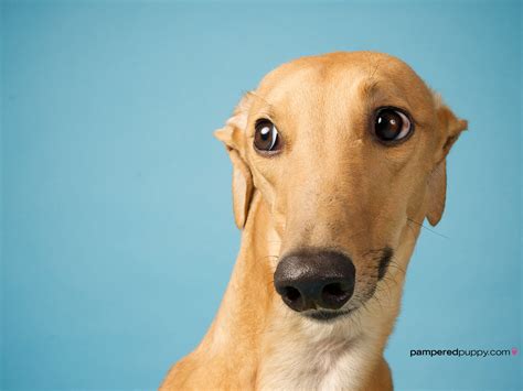 Greyhound wallpaper | 1600x1200 | #58553