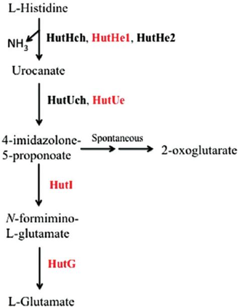 Histidine Catabolism Download Scientific Diagram