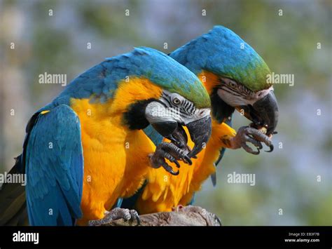 Two Blue And Yellow Macaws Ara Ararauna Close Up While Eating A Nut