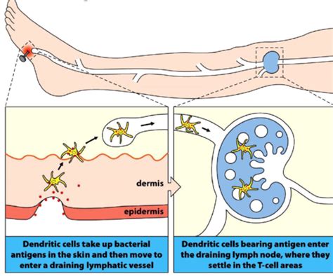 Chapter 8 T Cell Mediated Immunity Flashcards Quizlet