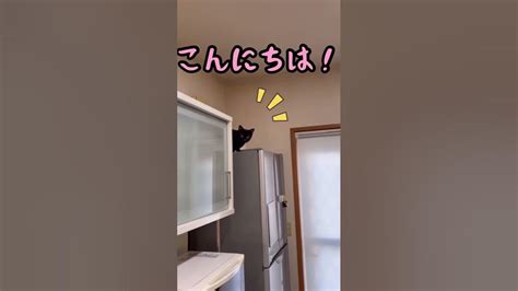 訪問者にビビって変なとこに隠れる猫さん🐱shorts 猫動画 Youtube