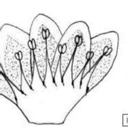 Drawing of tepal: a) Dissected flower, b) Fruiting tepal. (Source ...