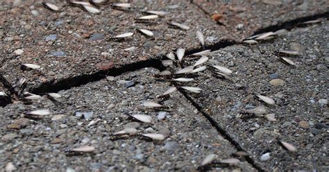 Termite Swarm In House At Night Craftingwithconcrete