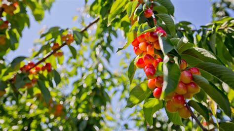 15 Fruit Trees That Thrive in Florida Gardens