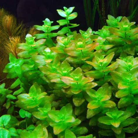 Jual Bacopa Caroliana Tanaman Aquascape Tanpa Co Shopee Indonesia