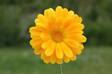 Free Images Nature Meadow Prairie Flower Herb Flora Wildflower