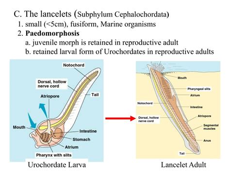 Ppt Chordates Phylum Chordata Tunicates Sea Squirts Urochordata Lancelets Cephalochordata