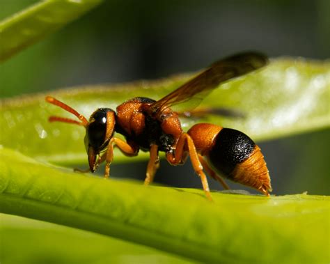 Australian Hornets - A Quick Guide - Pest Control Gurus