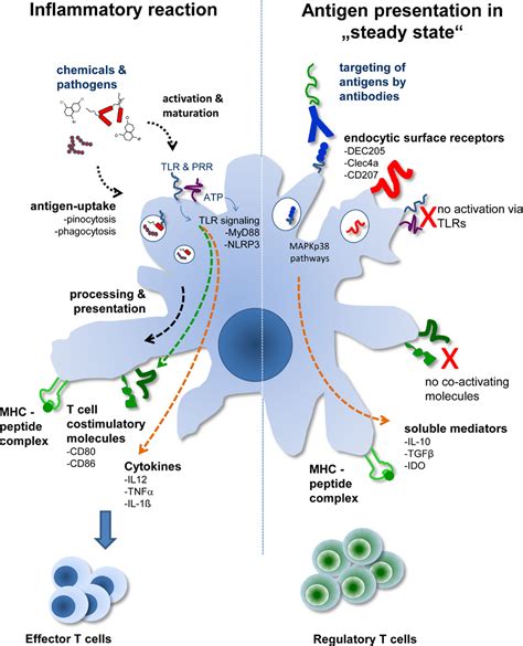 Frontiers Antibody Targeting Of “steady State” Dendritic Cells