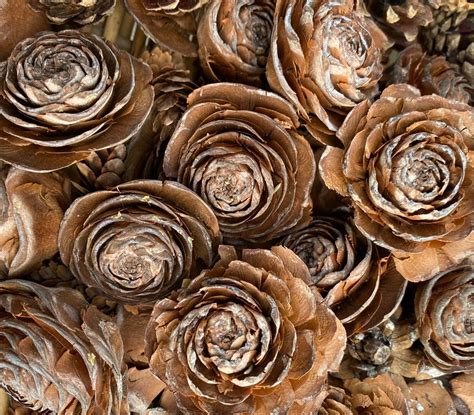 Cedar Rose Cones Assorted Sizes Etsy