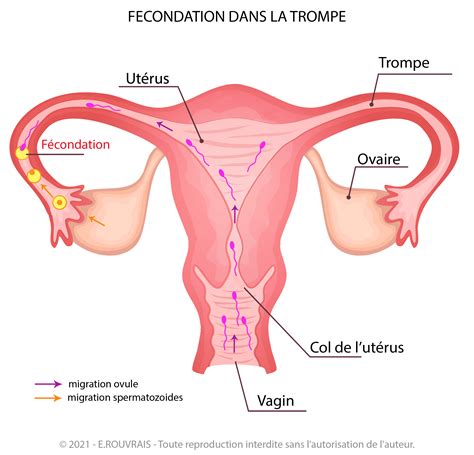 Système reproducteur féminin tout comprendre sur l anatomie féminine