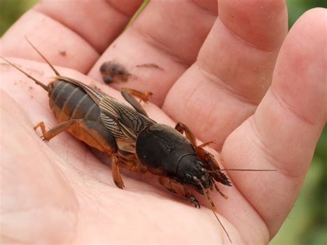 Cebollero Un Insecto Que Pone En Riesgo Tus Cultivos