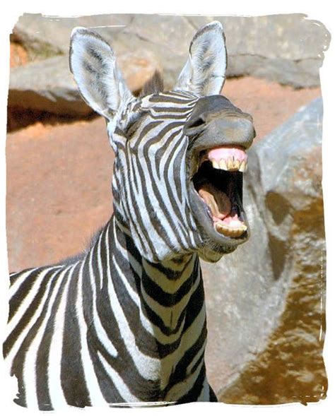 Mountain Zebra National Park Roaring With Laughter Mountain Zebra