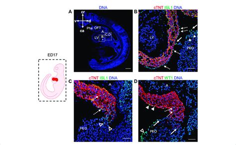 Expression Of Isl1 And Wt1 In Ed17 Porcine Hearts A Representative Download Scientific