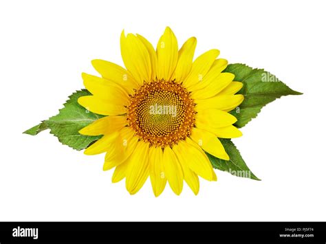 Top 67 Imagen Girasol Tipo De Hoja Abzlocal Mx