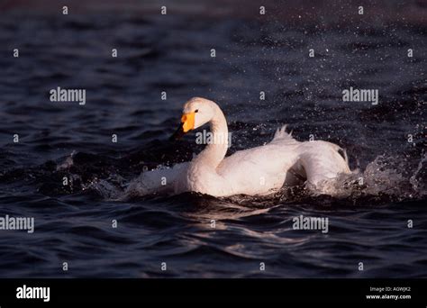 Whooper Swan Singschwan Stock Photo Alamy