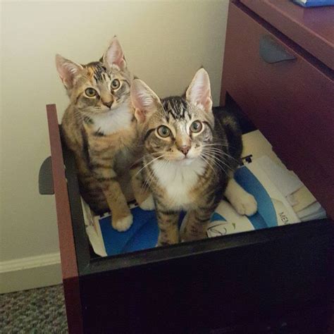 Meet My Office Assistants Cats And Kittens Kittens Cutest Cute Cats