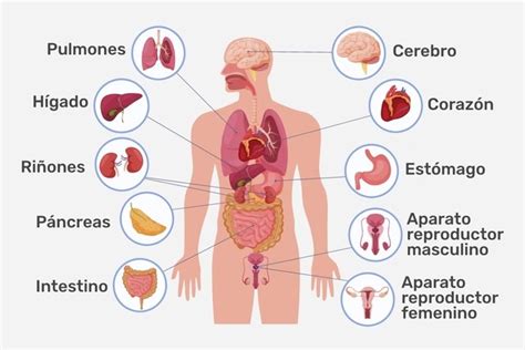 Los órganos del cuerpo humano y sus funciones principales