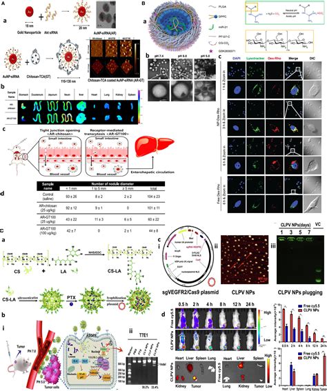 Frontiers Tumor Microenvironment Penetrating Chitosan Nanoparticles