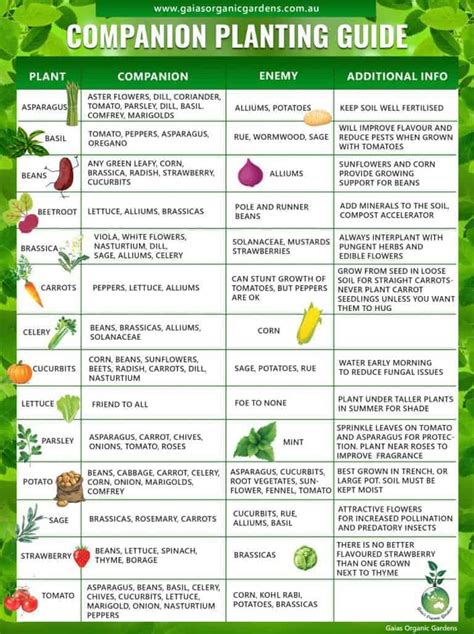 Companion Planting List Guide