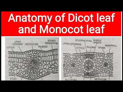 Monocot Leaves Vs Dicot Leaves