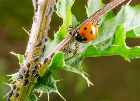 What Are The 4 Types Of Pest Control