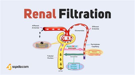 Renal Filtration Introduction