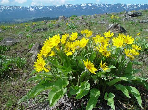 Balsamorhiza Sagittata Arrowleaf Balsamroot Growiser Net