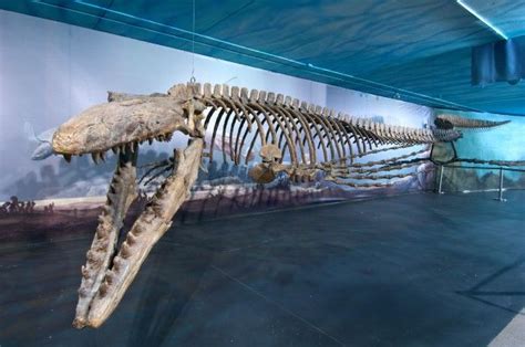 Meet Bruce The Largest Sea Rex Ever Excavated Go Go News