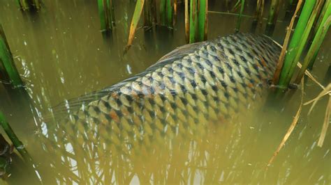 Wow Amazing Hand Fishing Catching Carp Snakehead Fish In Rice