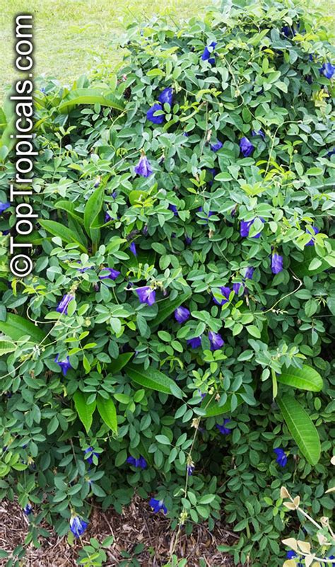 Clitoria ternatea (Common names: Butterfly Pea, Asian Pigeonwings ...