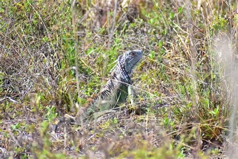 Green Iguana From Solidaridad MX QR MX On March 29 2024 At 09 58 AM