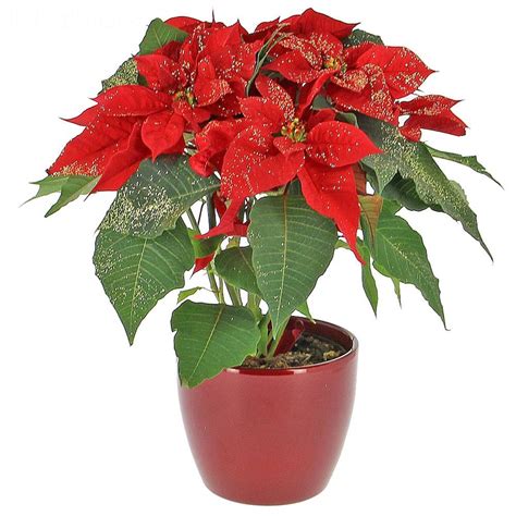 Livraison Fleurs Poinsettia Pailleté Vente En Ligne Fleur Et Fleurs