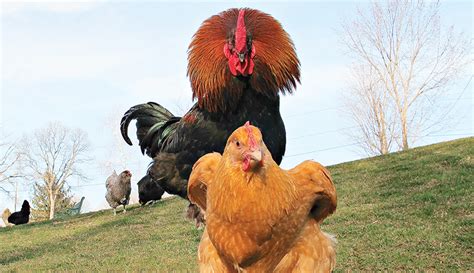 Chickens Mating Process