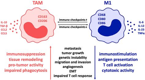 Frontiers The Role Of Immune Checkpoint Molecules On Macrophages In